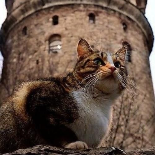 انگار امشب فرشته ها کنار منن که دوست دارم