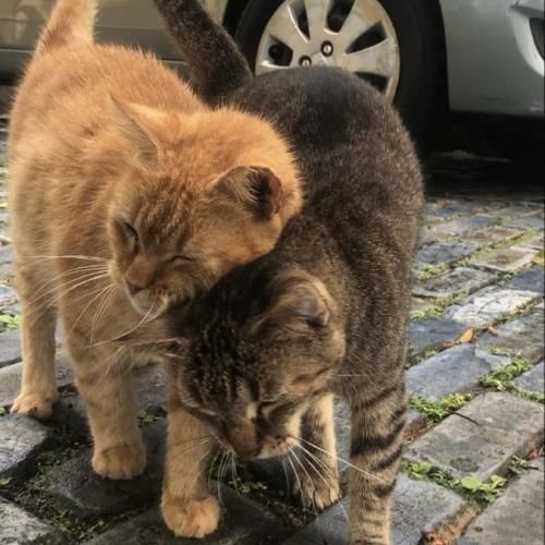 از دیشب چریده رو کاغذ خودکار با قابلمه