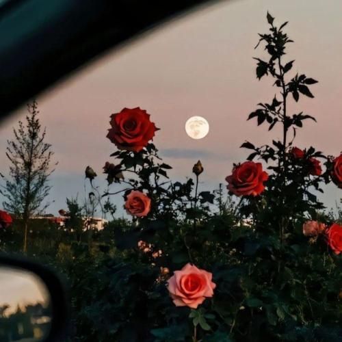 وای از دستت دل من باز آروم نداره