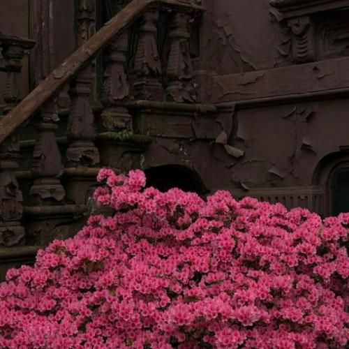 همیشه پیش حسود جماعت سایلنتم زبون ندارم