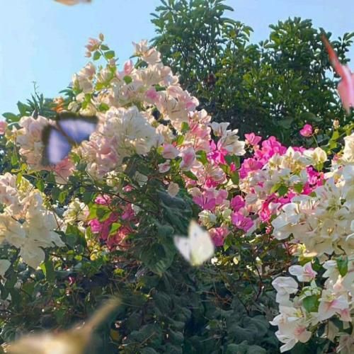  حتی اگه بشکنه قلبم با تو می ارزه نرم