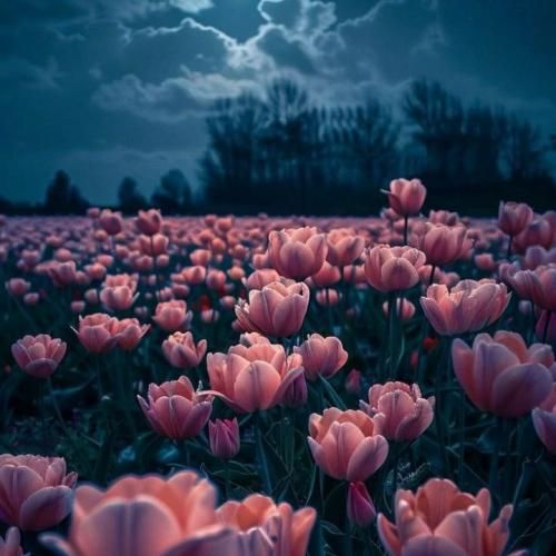 میکنم هست و نیست و سر به نیست شیفتت شدم