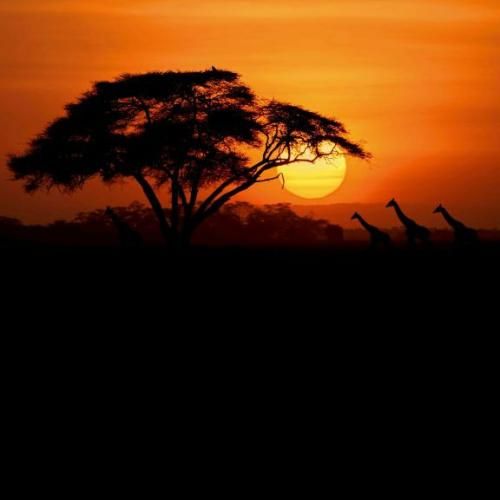 جای من کلی آدم دورته تنها کسی که بلده