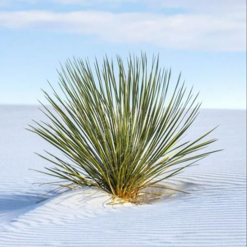 نه سوی خونه راهی نه بر کسی پناهی (ترند اینستا)