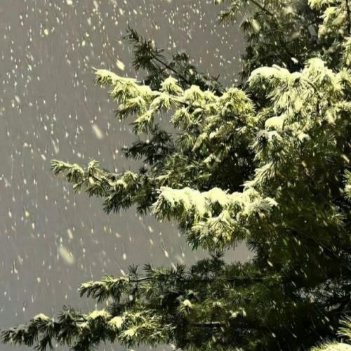 سمیرا کارزان دوای تو