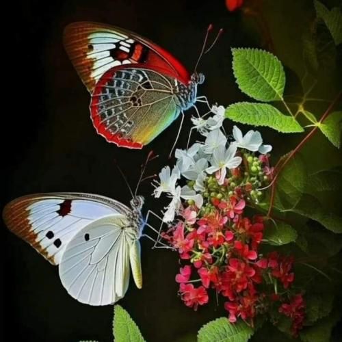  اما دوباره میرقصن اونا که دوباره رو دوباره