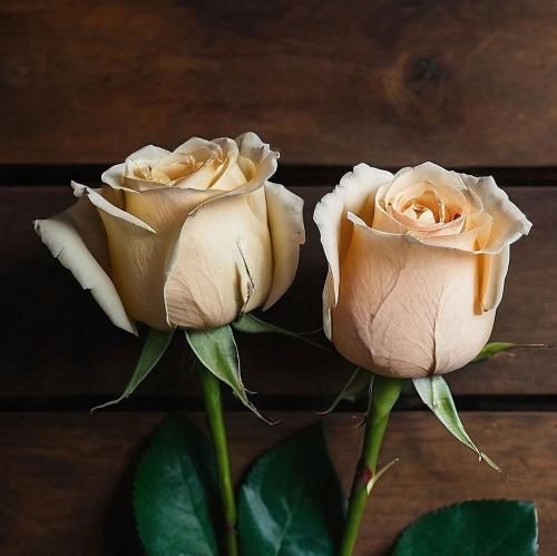 فیسش نچراله ولی سلیقمه کلا یک و شصت قدشه